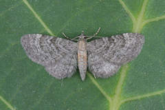 Eupithecia haworthiata