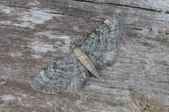 Eupithecia haworthiata
