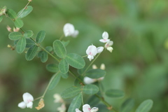 Lespedeza virgata