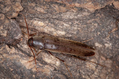 Melandryidae