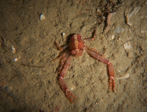 Galathea intermedia