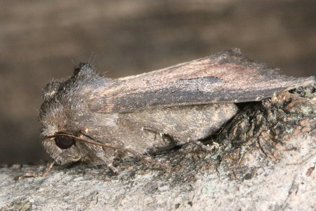 Iris Borer Moth from Jésuites, Québec, QC, Canada on September 27, 2020 ...