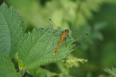 Sympetrum parvulum