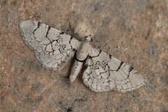 Eupithecia venosata
