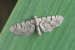 Eupithecia venosata