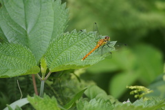 Sympetrum parvulum
