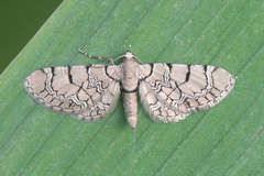 Eupithecia venosata