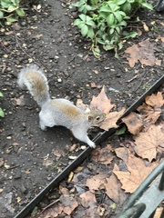 Sciurus carolinensis