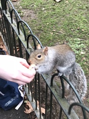 Sciurus carolinensis