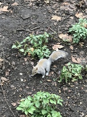 Sciurus carolinensis