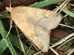 Diarsia deparca
