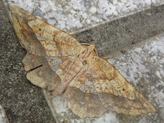 Garaeus specularis