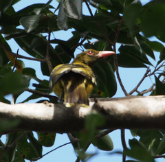 Oriolus flavocinctus
