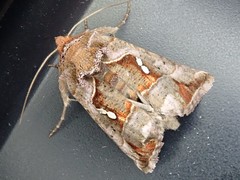 Erythroplusia rutilifrons