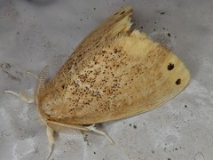 Arna pseudoconspersa