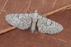 Eupithecia schiefereri