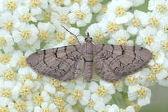 Eupithecia silenicolata