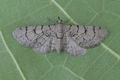 Eupithecia silenicolata