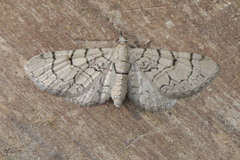 Eupithecia silenicolata