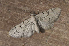 Eupithecia silenicolata