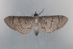 Eupithecia silenicolata
