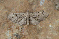 Eupithecia silenicolata
