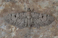 Eupithecia silenicolata