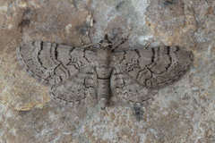 Eupithecia silenicolata