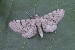 Eupithecia silenicolata