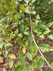 Ulmus