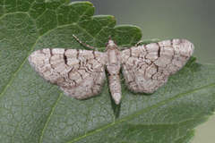 Eupithecia silenicolata