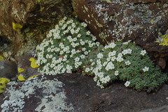 Androsace argentea