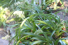 Albuca batteniana
