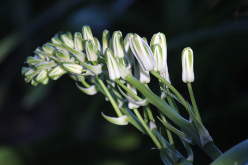 Albuca batteniana