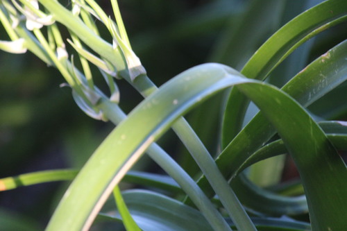 Albuca batteniana