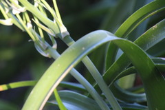 Albuca batteniana