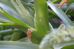 Albuca batteniana