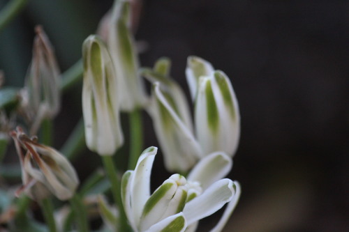 Albuca batteniana