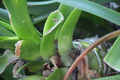 Albuca batteniana
