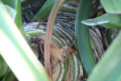 Albuca batteniana
