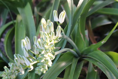 Albuca batteniana