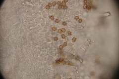 Inocybe asterospora