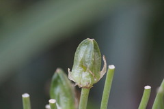 Albuca batteniana