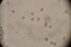 Inocybe asterospora