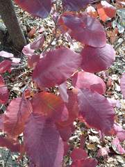 Cotinus