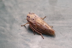 Agalliini