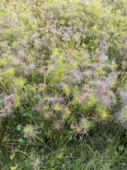 Cyperus papyrus