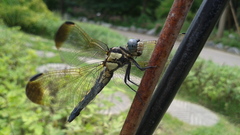 Orthetrum lineostigma