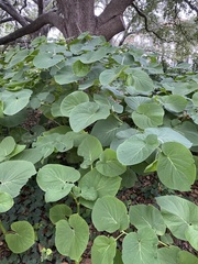 Piperales