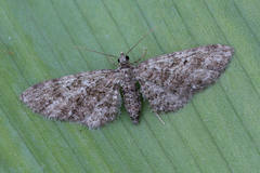 Eupithecia cocciferata